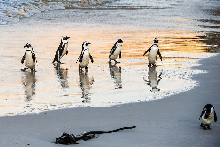 Half day African Penguin Tour - Photo 1 of 22